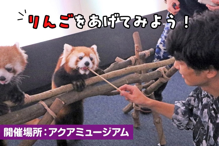 レッサーパンダ体験のイメージ